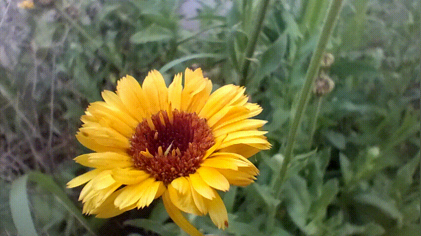 035.gif